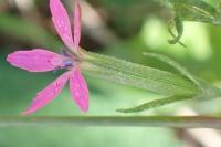 Dianthus armeria