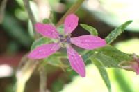 Dianthus armeria