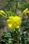 Oenothera biennis