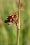 Juncus conglomeratus