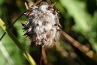 Trifolium fragiferum