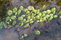 Potamogeton natans