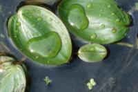 Potamogeton natans