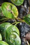 Potamogeton natans