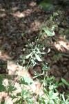 Galium sylvaticum
