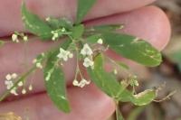 Galium sylvaticum