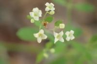 Galium sylvaticum