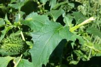 Datura stramonium