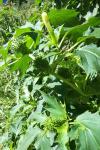 Datura stramonium