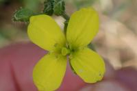 Diplotaxis tenuifolia