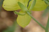 Diplotaxis tenuifolia