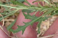 Diplotaxis tenuifolia