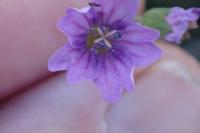 Geranium pyrenaicum