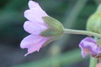 Geranium pyrenaicum