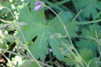 Geranium pyrenaicum