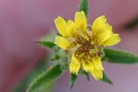 Dittrichia graveolens