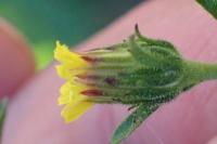Dittrichia graveolens