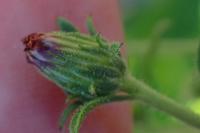 Dittrichia graveolens
