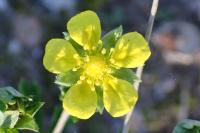 Potentilla argentea