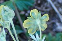 Potentilla argentea