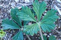 Potentilla argentea