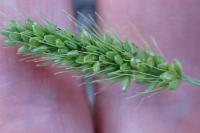 Setaria italica subsp. viridis