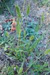 Setaria italica subsp. viridis