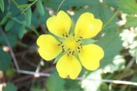 Potentilla reptans