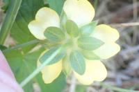 Potentilla reptans