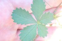 Potentilla reptans