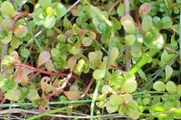 Lythrum portula