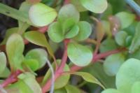 Lythrum portula