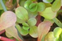 Lythrum portula