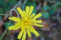 Hieracium murorum