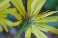 Hieracium murorum