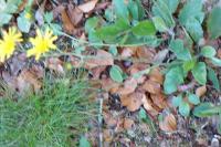 Hieracium murorum