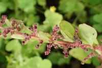 Lipandra polysperma