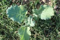 Brassica rapa