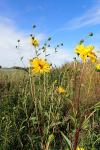 Helianthus x laetiflorus