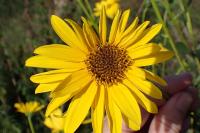 Helianthus x laetiflorus