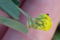 Medicago lupulina