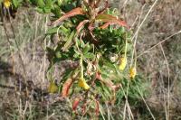 Oenothera deflexa