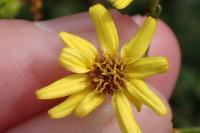 Jacobaea erucifolia