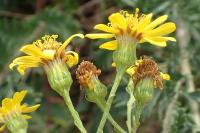 Jacobaea erucifolia