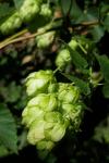 Humulus lupulus