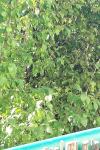 Humulus lupulus