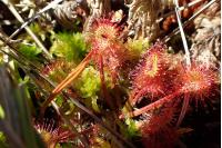 Drosera rotundifolia