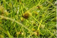 Carex bohemica