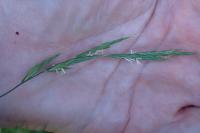 Brachypodium sylvaticum