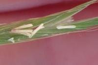 Brachypodium sylvaticum
